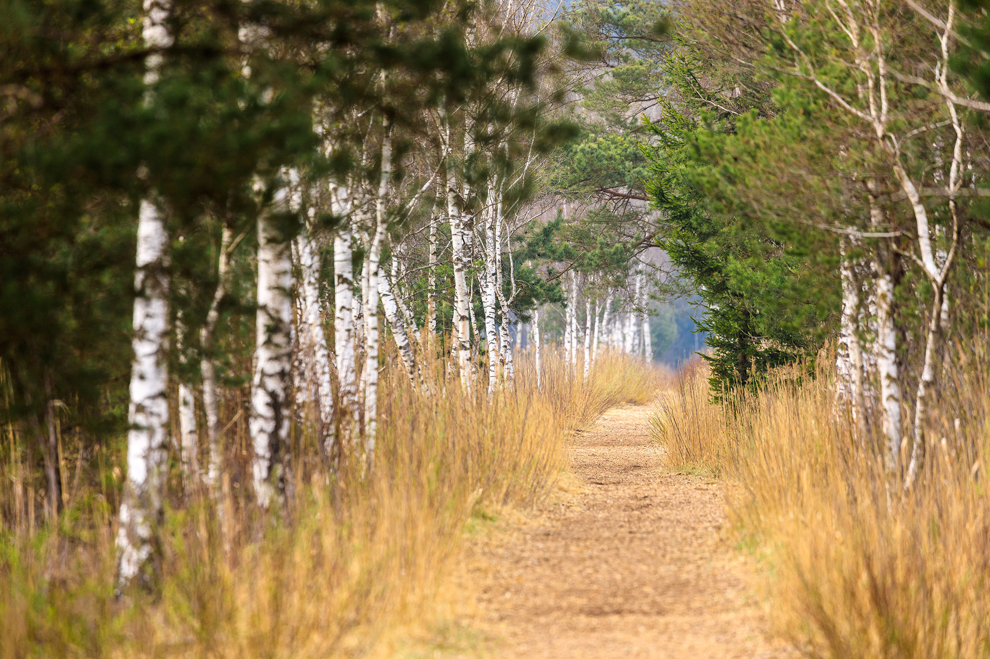 Ärzte * Gemeinde Petting